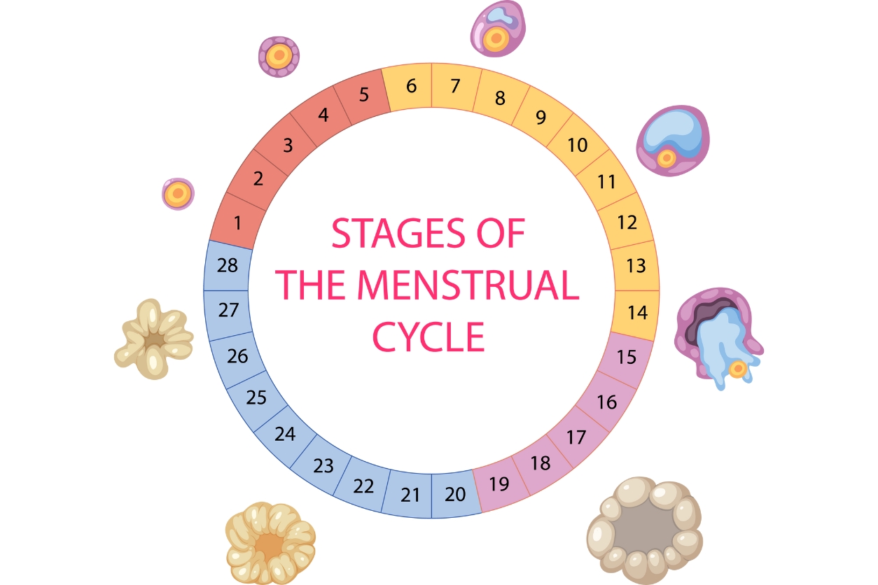 Cycle syncing